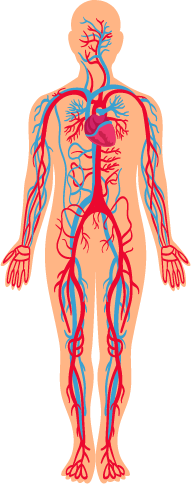 triệu chứng thiếu máu, thiếu sắt